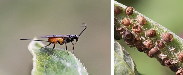  Braconid wasp and mummy cases