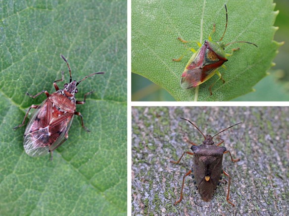 Birch catkin bug, Birch shield bug and Red-legged shield bug