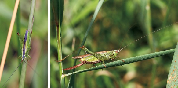 Long-winged conehead nymph and female adult