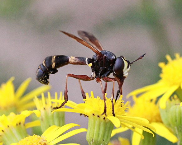 Conopid fly - Physocephala rufipes