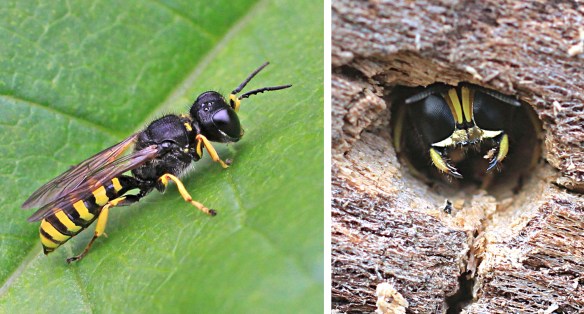Ectemnius cephalotes out hunting and in her tunnel
