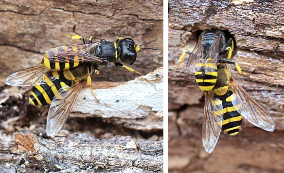 Ectemnius cephalotes with hoverfly Syrphus ribesii, and pulling it into her tunnel