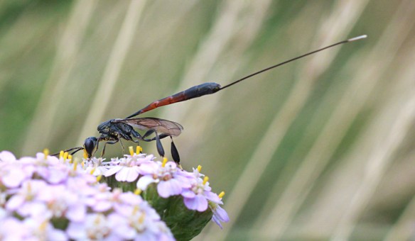 Gasteruption jaculator