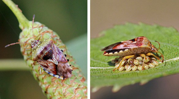 Adult Parent bug, and sitting on her newly hatched nymphs