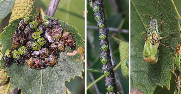 Parent bug nymphs and adults, and a moult