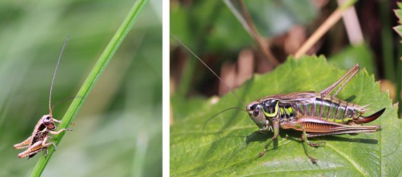 Roesel's bush-cricket nymph and female adult