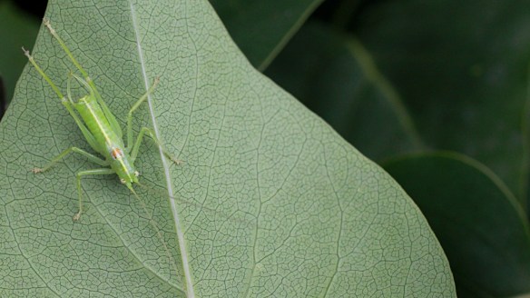 Southern oak bush-cricket male adult