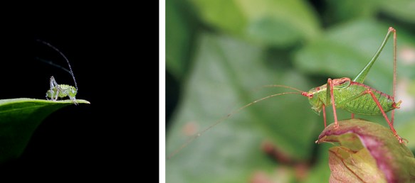 Speckled bush-cricket nymph and male adult