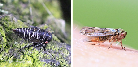 Oncopsis flavicollis nymph and adult