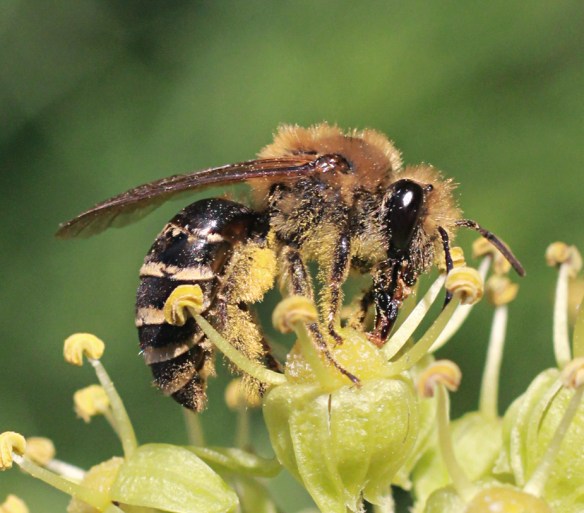 Ivy bee Colletes hederae