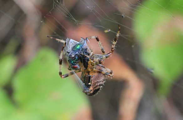 Common garden spider, Araneus diadematus, wrapping a bluebottle fly.