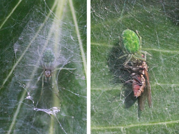 Nigma walckenaeri under web, and with prey