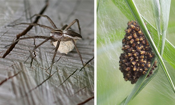 Nursery web spider with egg sac, and spiderlings in web tent