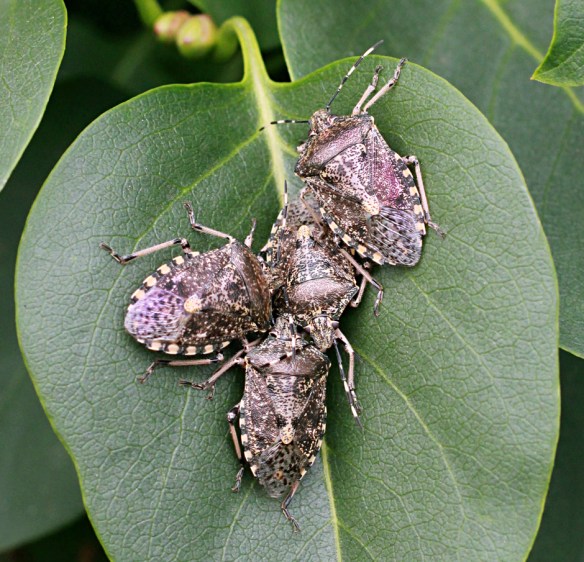 Mottled shield bugs Rhaphigaster nebulosa