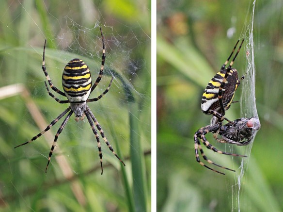 Wasp spider Argiope bruennichi