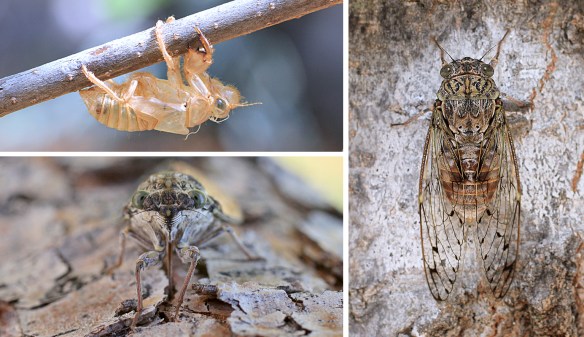Cicada nymph case, front view of a cicada and adult cicada