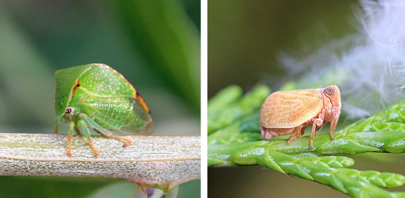 Buffalo treehopper and Agalmatium bilobum