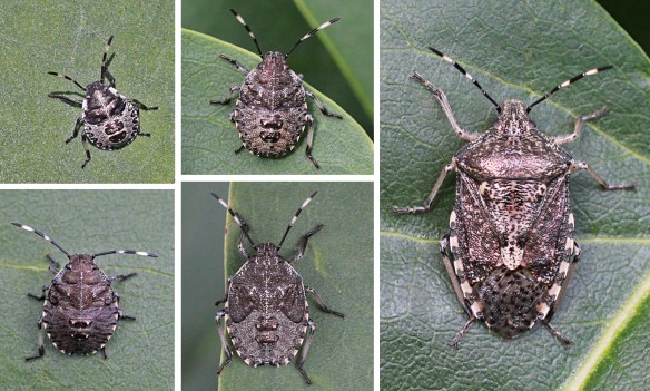 Early, mid and late instars, and adult Mottled shield bug
