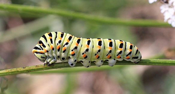 Swallowtail caterpillar