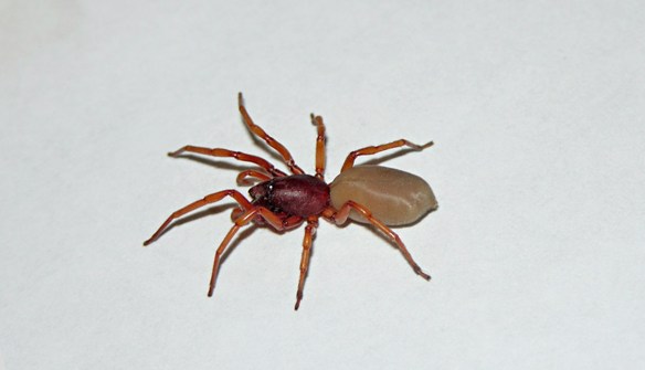 Woodlouse spider