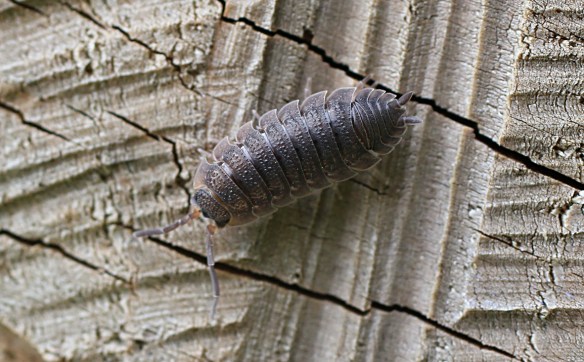 Common woodlouse Oniscus asellus