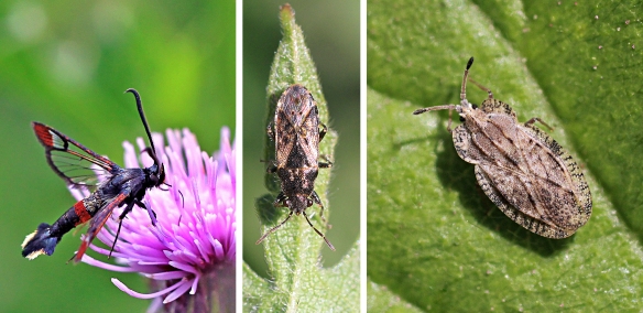 Red-tipped clearwing, nettle and spear-thistle lacebug