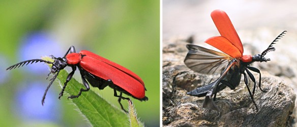 Black-headed cardinal beetle