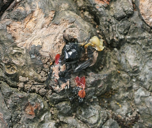 Squashed cardinal beetle