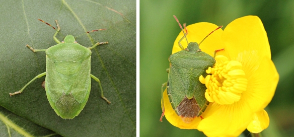 Southern green shield bug (left), and Common green shield bug