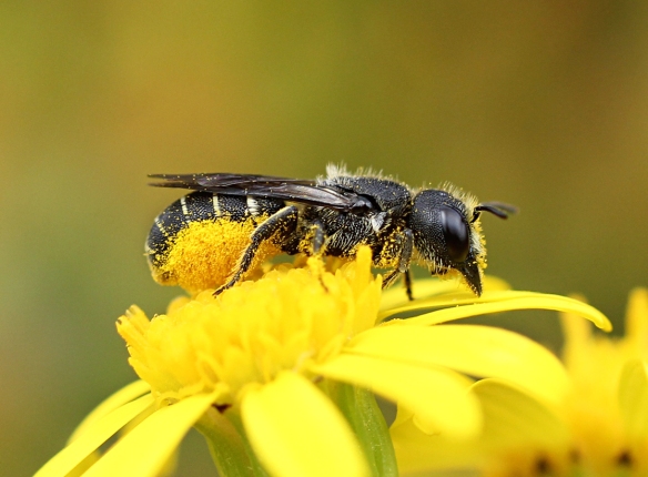 Mason bee Heriades truncorum collecting pollen