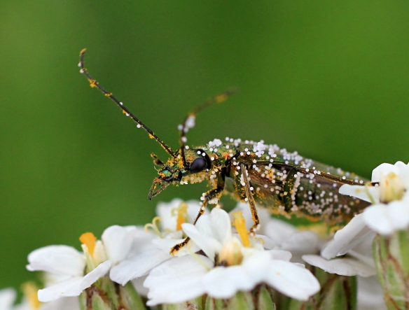Thick-legged beetle Oedemera nobilis covered in pollen