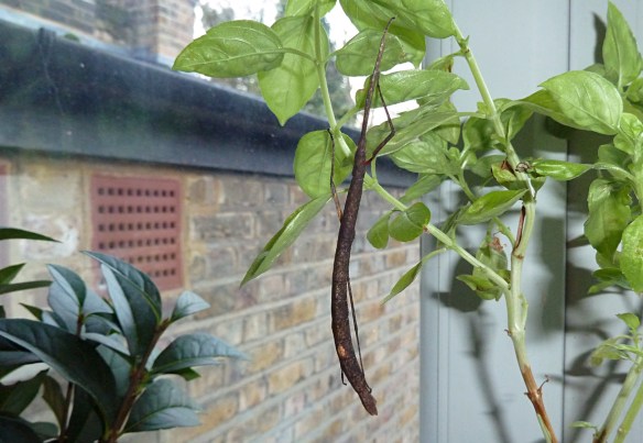 Hanging from the basil