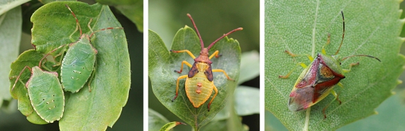 Hawthorn shield bug nymphs, box bug nymph, birch shield bug
