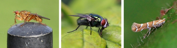 Dung fly, greenbottle, horse chestnut leaf-miner