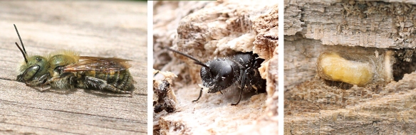 Solitary bee, wasp, and wasp larva in cocoon