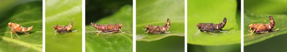 Orientus ishidae nymphs on ivy