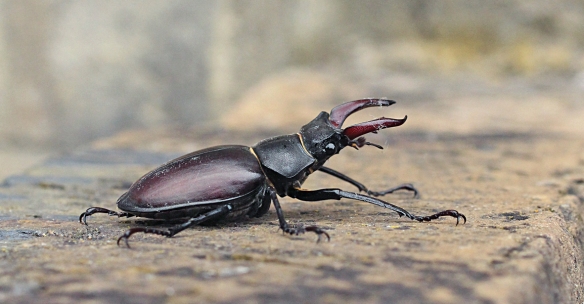 The distiguished stag beetle