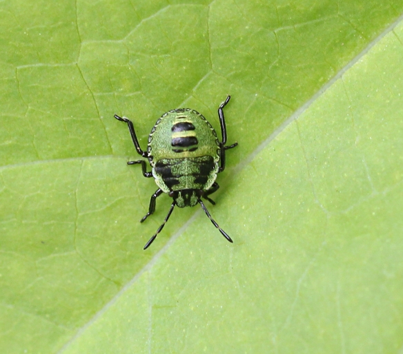 Common green shield bug nymph