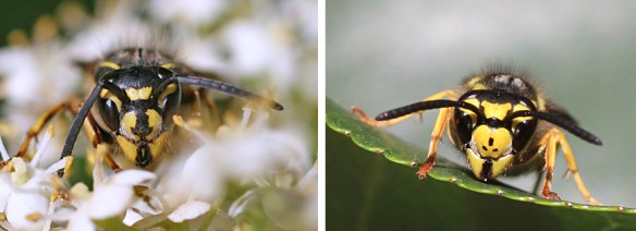 Vespula vulgaris and Vespula germanica