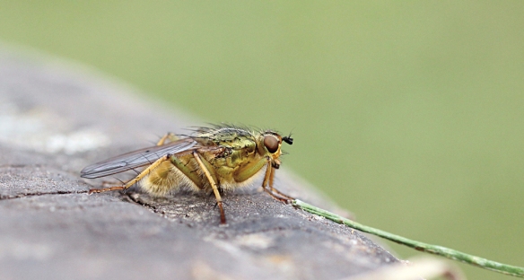 yellow-dung-fly_4130
