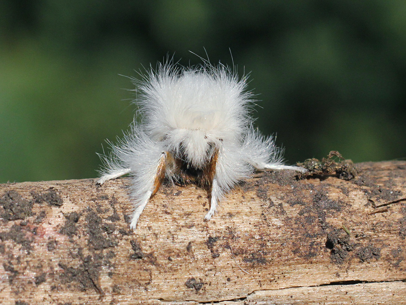 Brown-tail moth