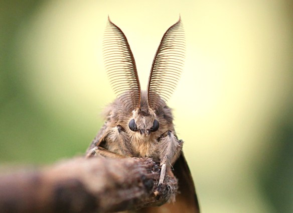 Gypsy moth