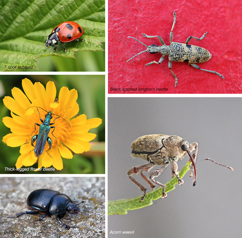 Beetles candidates 2